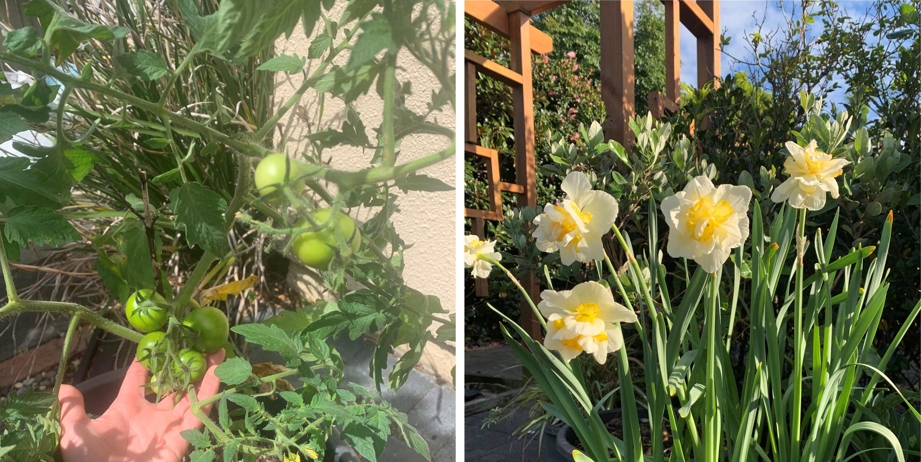 Photos of tomatoes and flowers